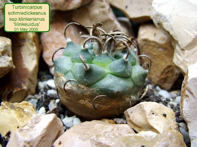 Turbinicarpus _schmiedickeanus _ssp.klinkerianus 'lilinkeuidus' 01